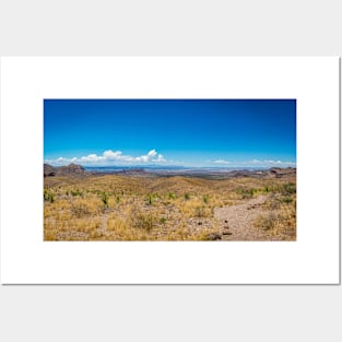 Sotol in the Chihuahuan Desert Posters and Art